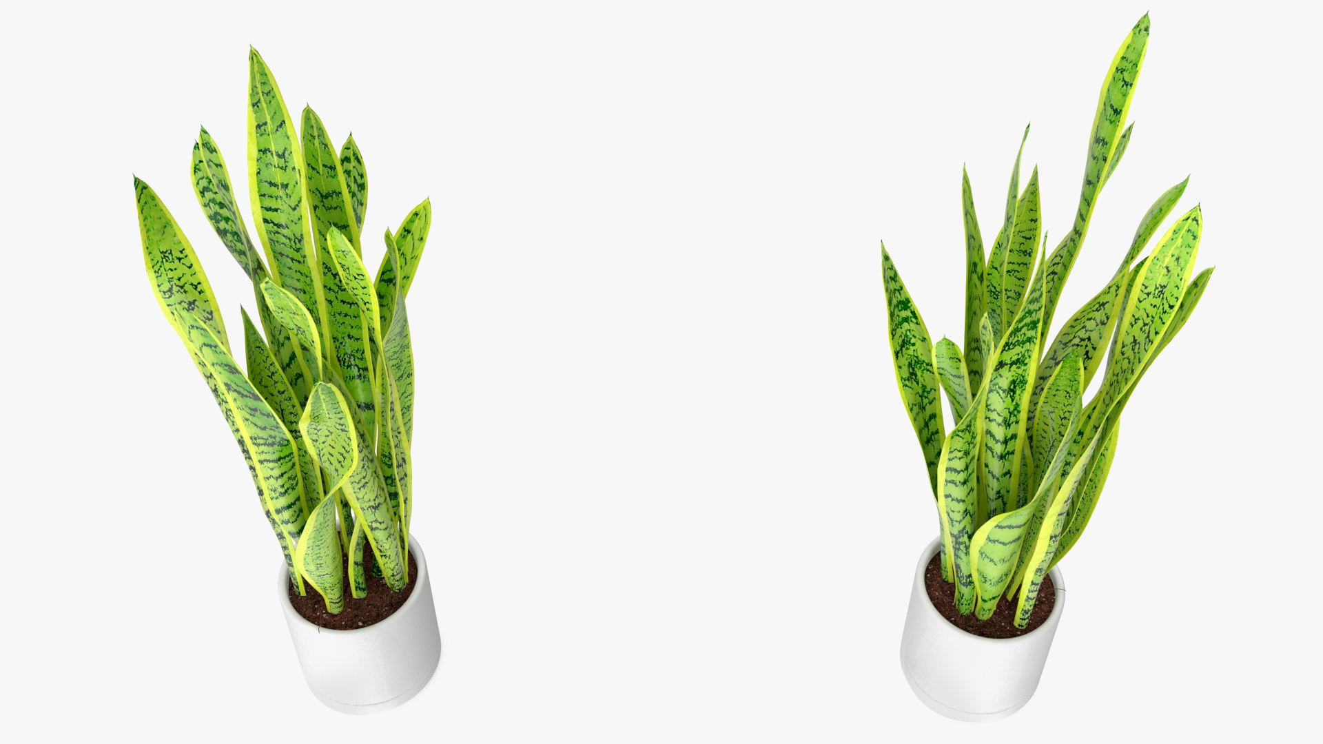 3D model Saint Georges Sword Plant