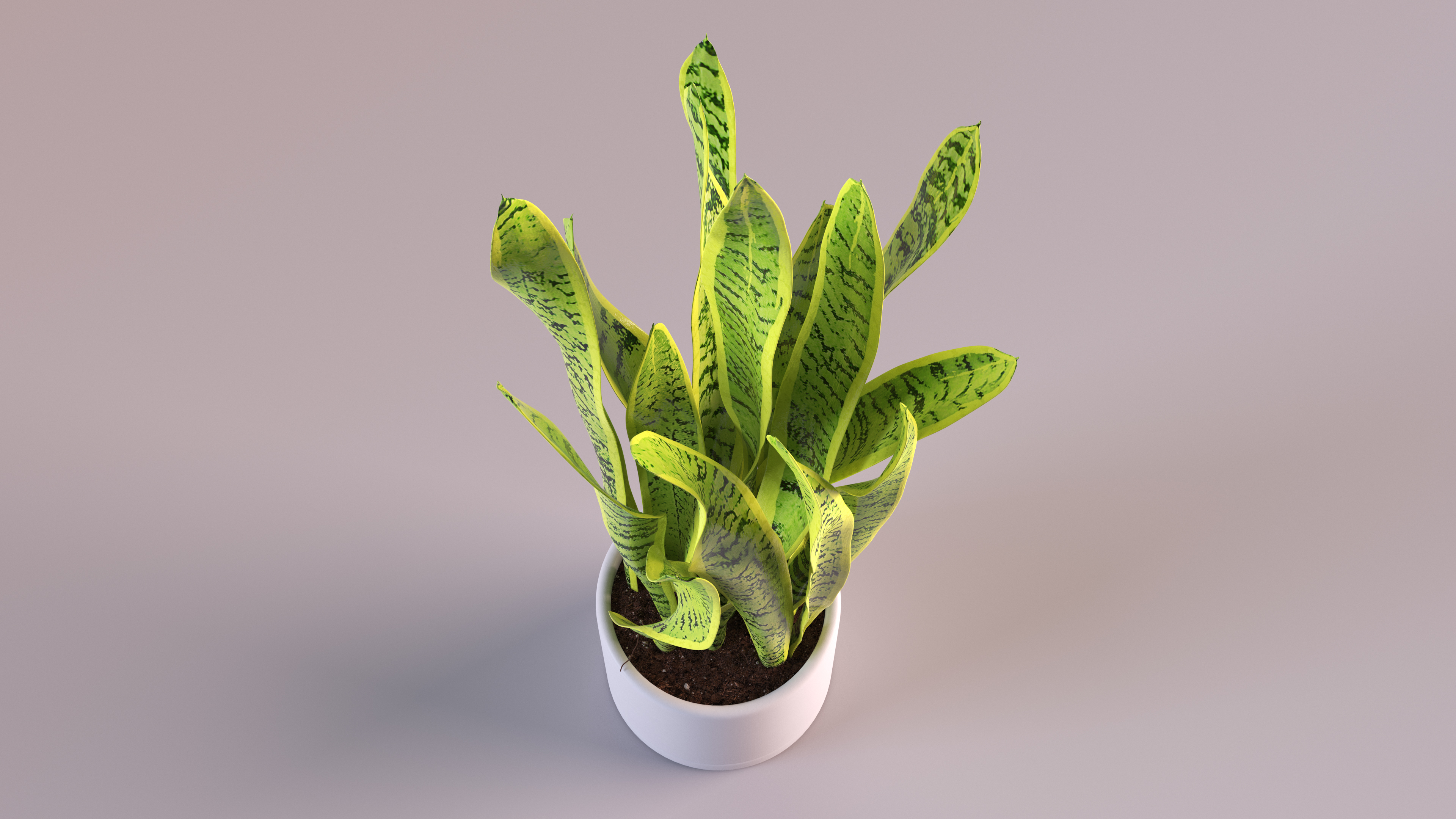 3D model Saint Georges Sword Plant
