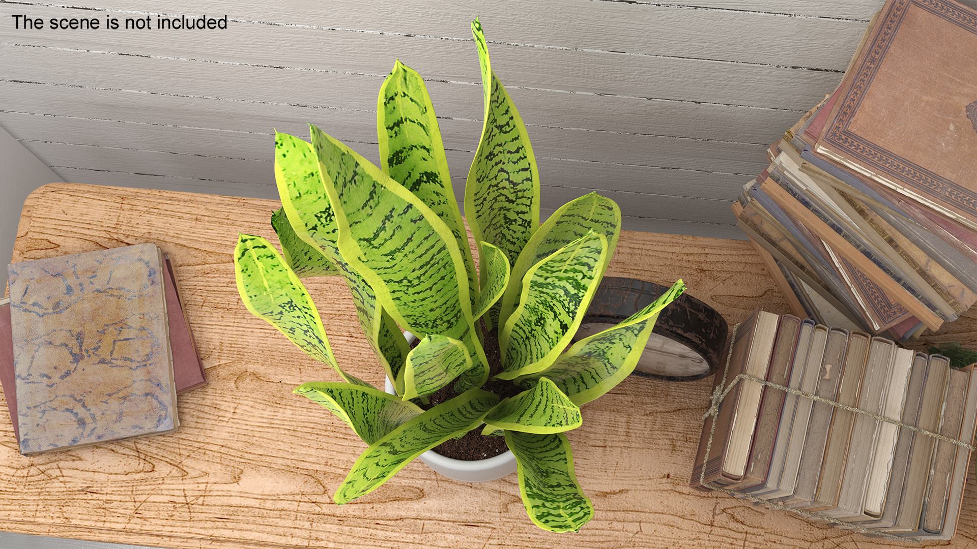 3D model Saint Georges Sword Plant