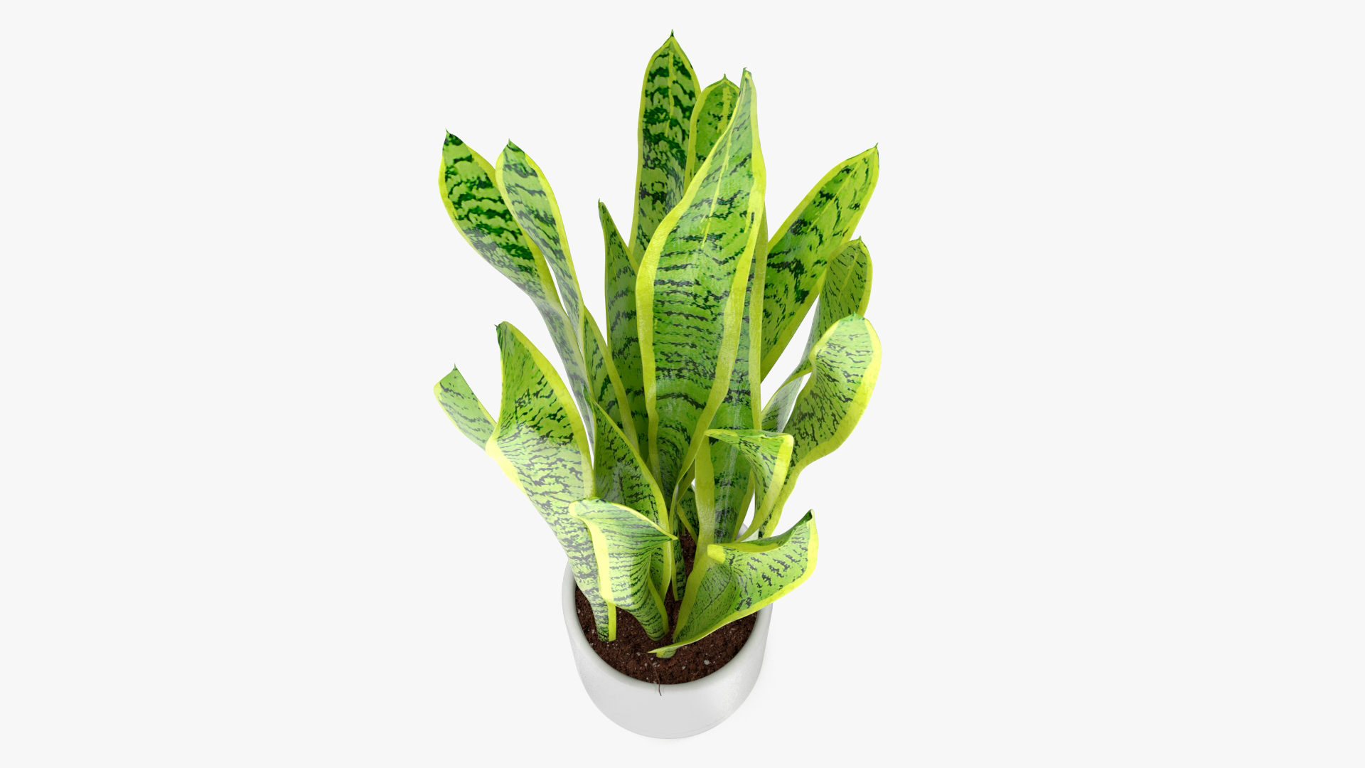 3D model Saint Georges Sword Plant