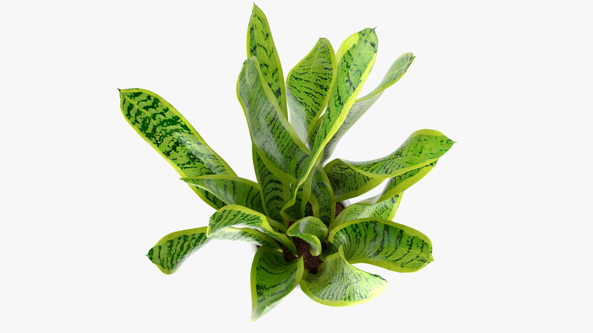 3D model Saint Georges Sword Plant