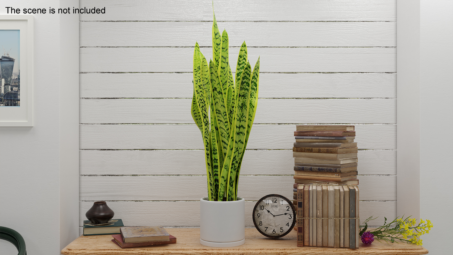 3D model Saint Georges Sword Plant