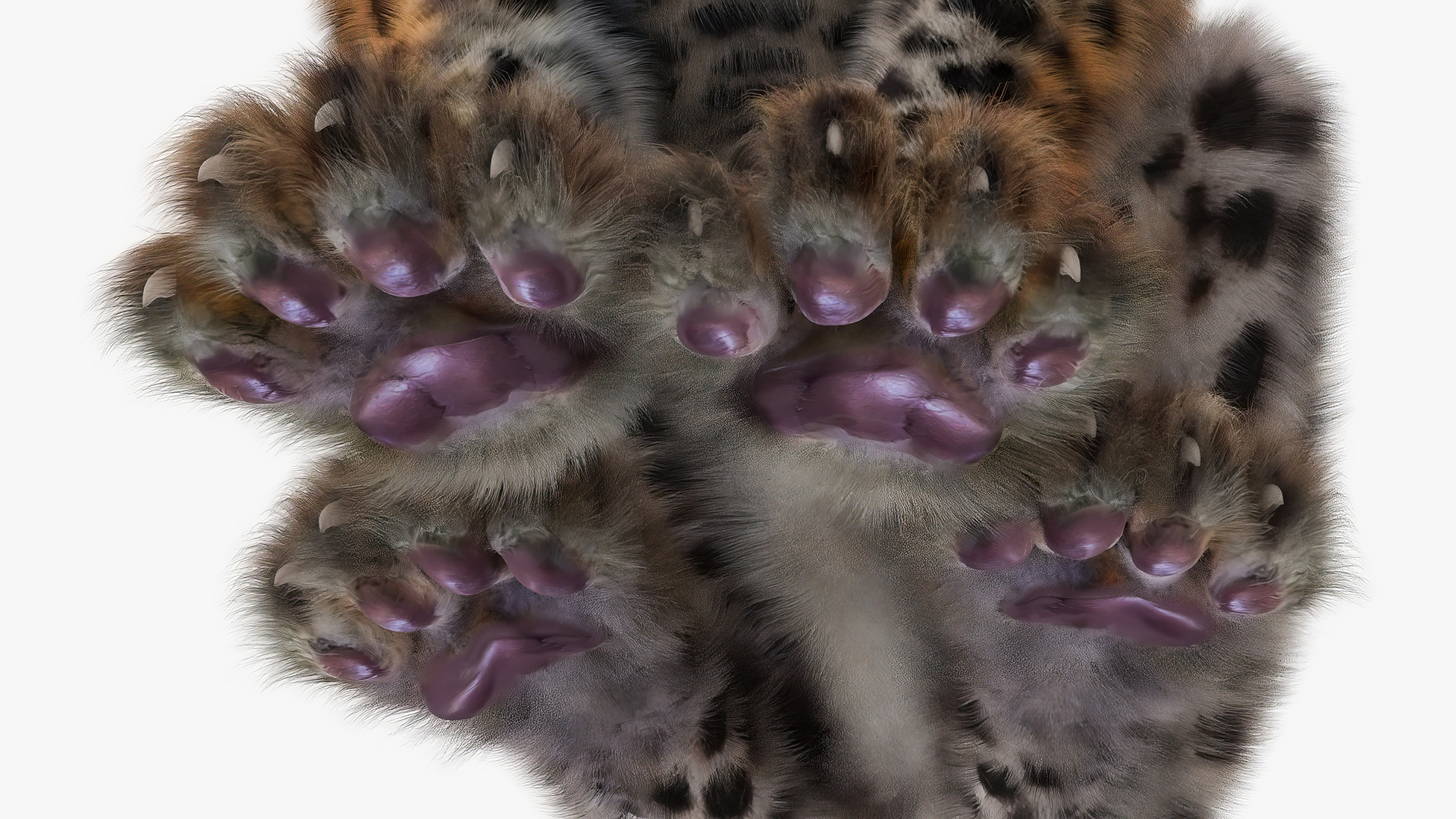 3D Leopard Cub Sitting Pose with Fur model
