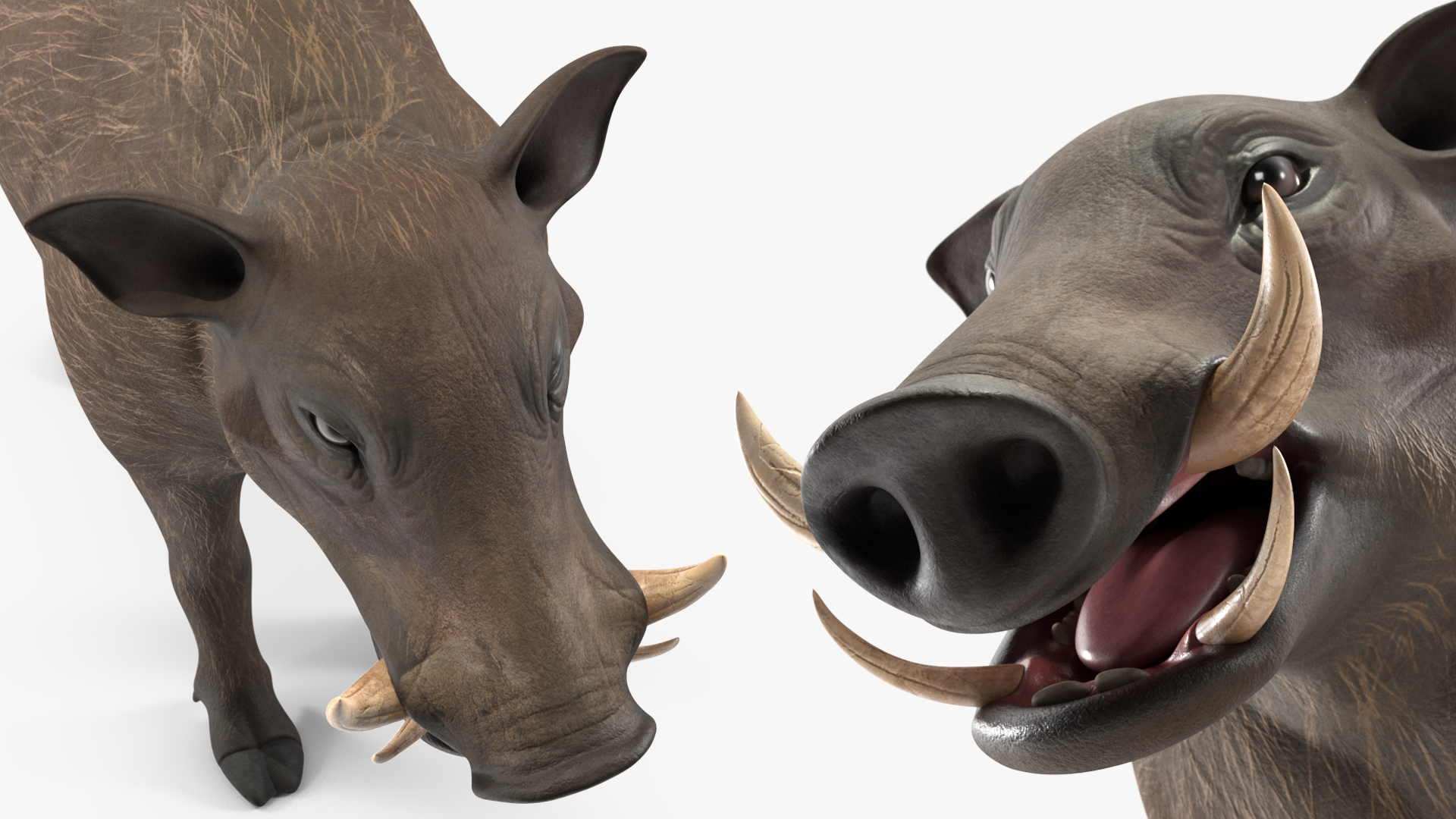 3D Warthog Basic Pose model