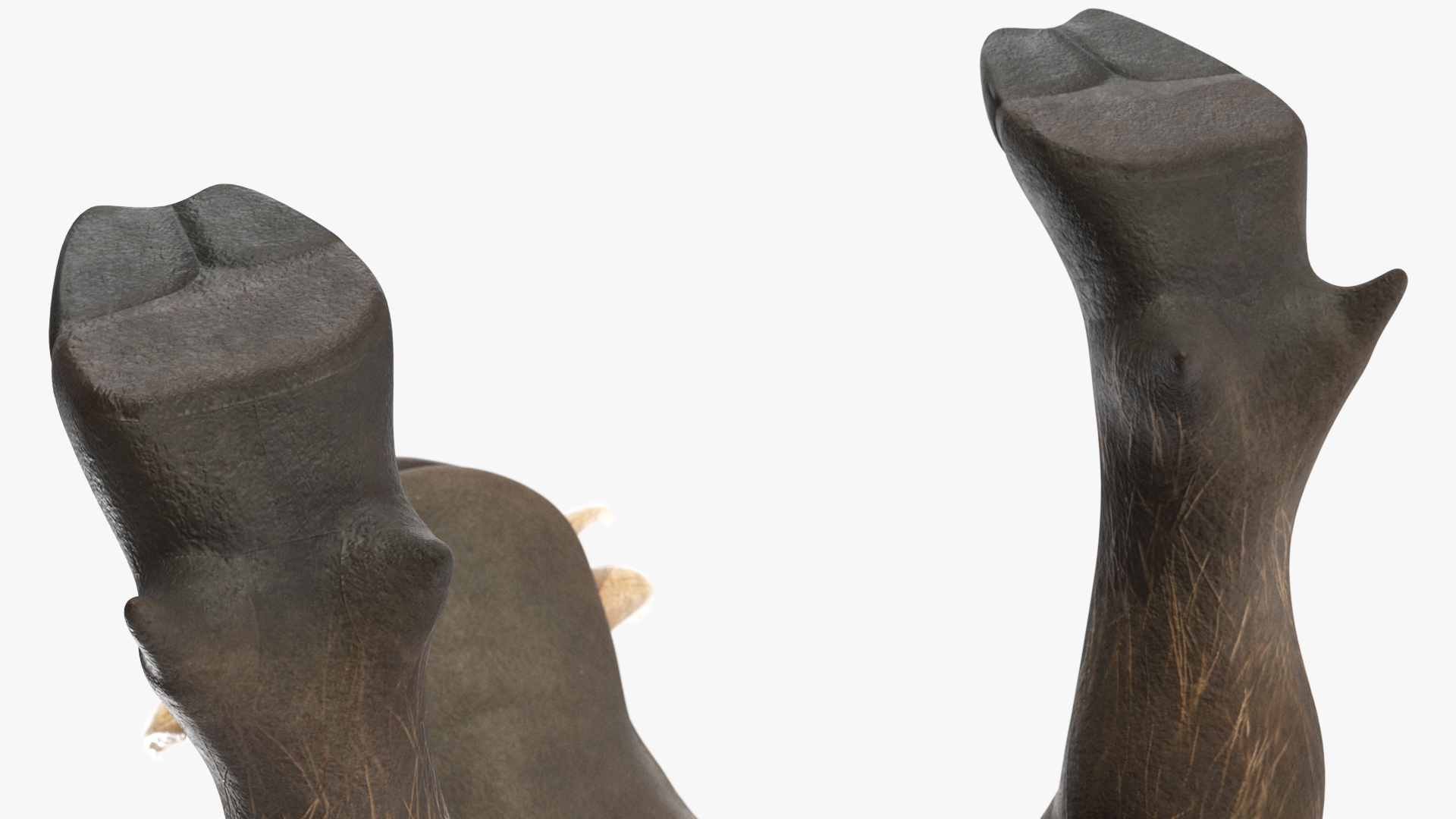 3D Warthog Basic Pose model