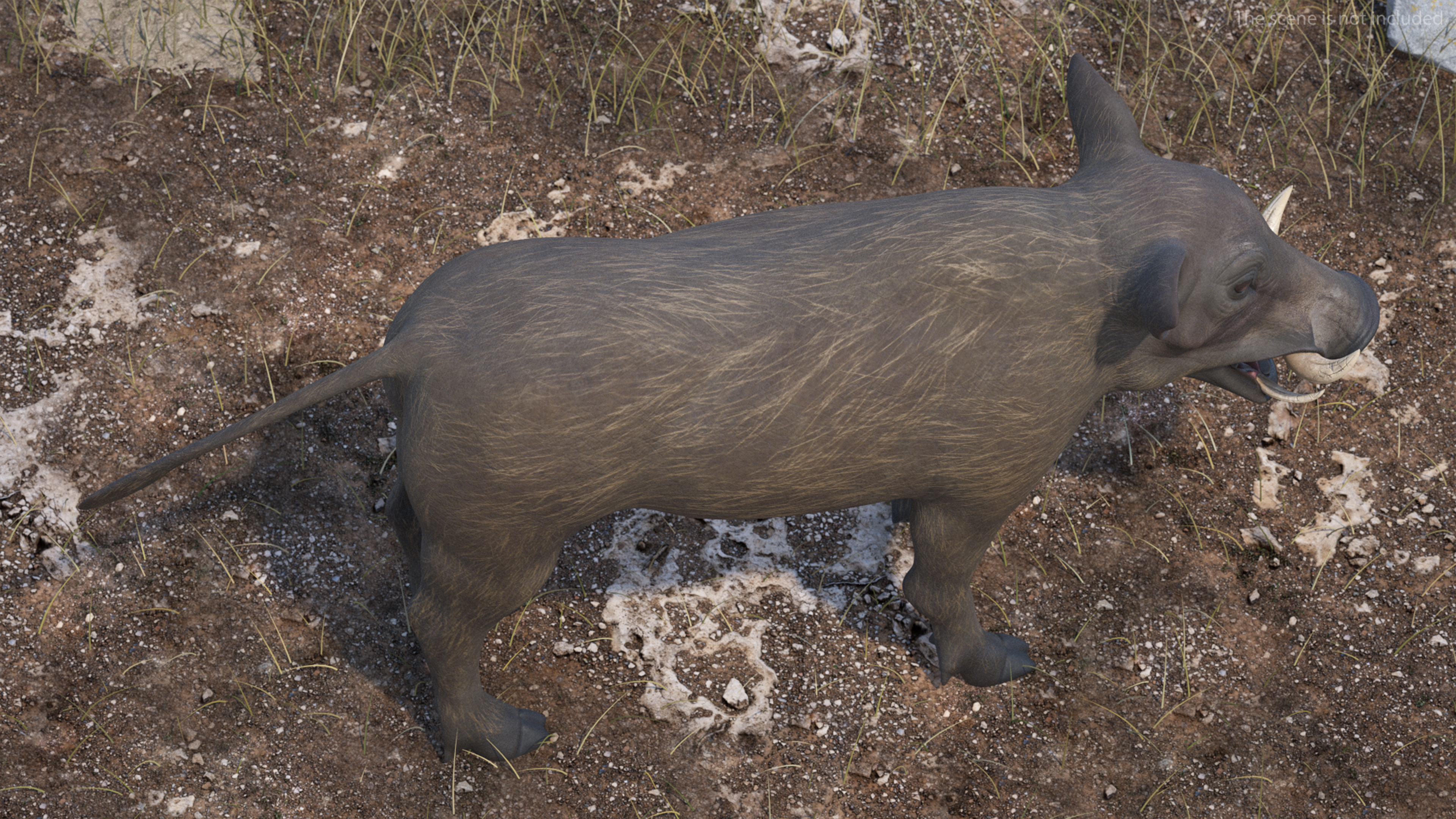 3D Warthog Basic Pose model
