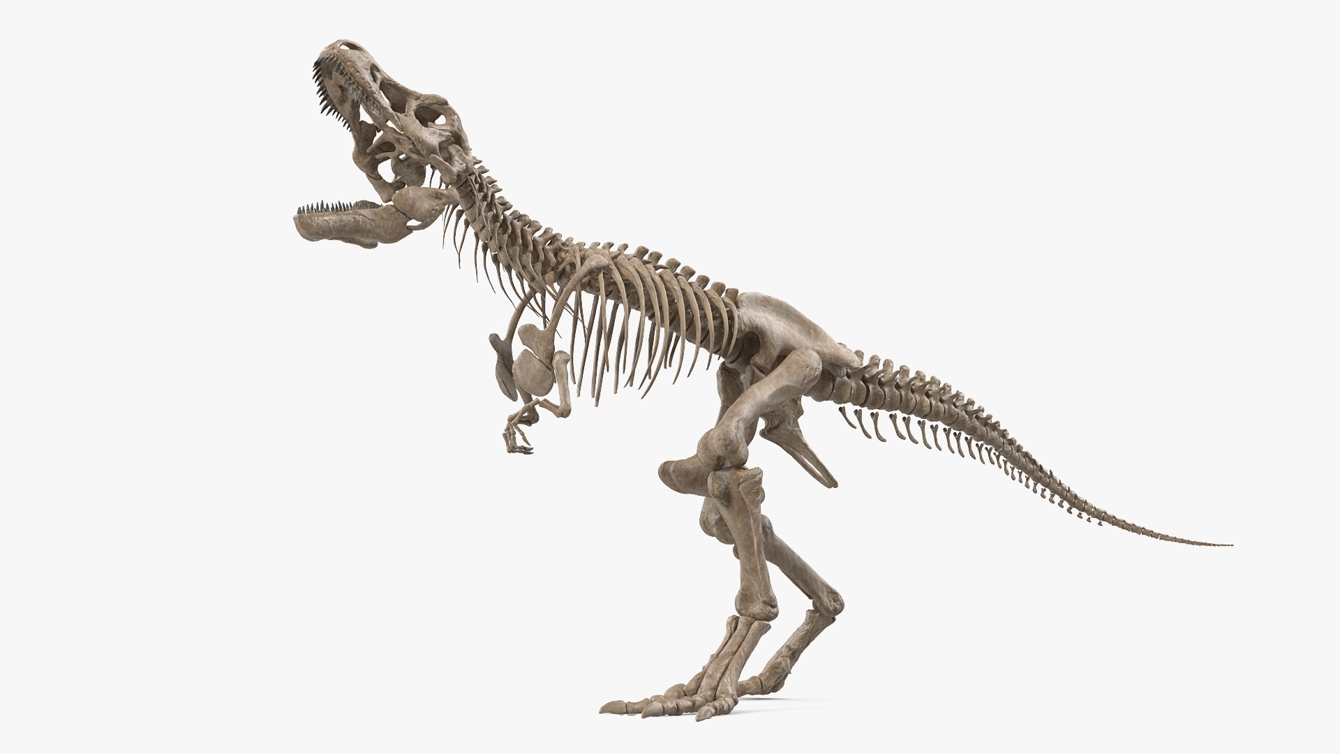 Tyrannosaurus Rex Skeleton Fossil Standing Pose 3D