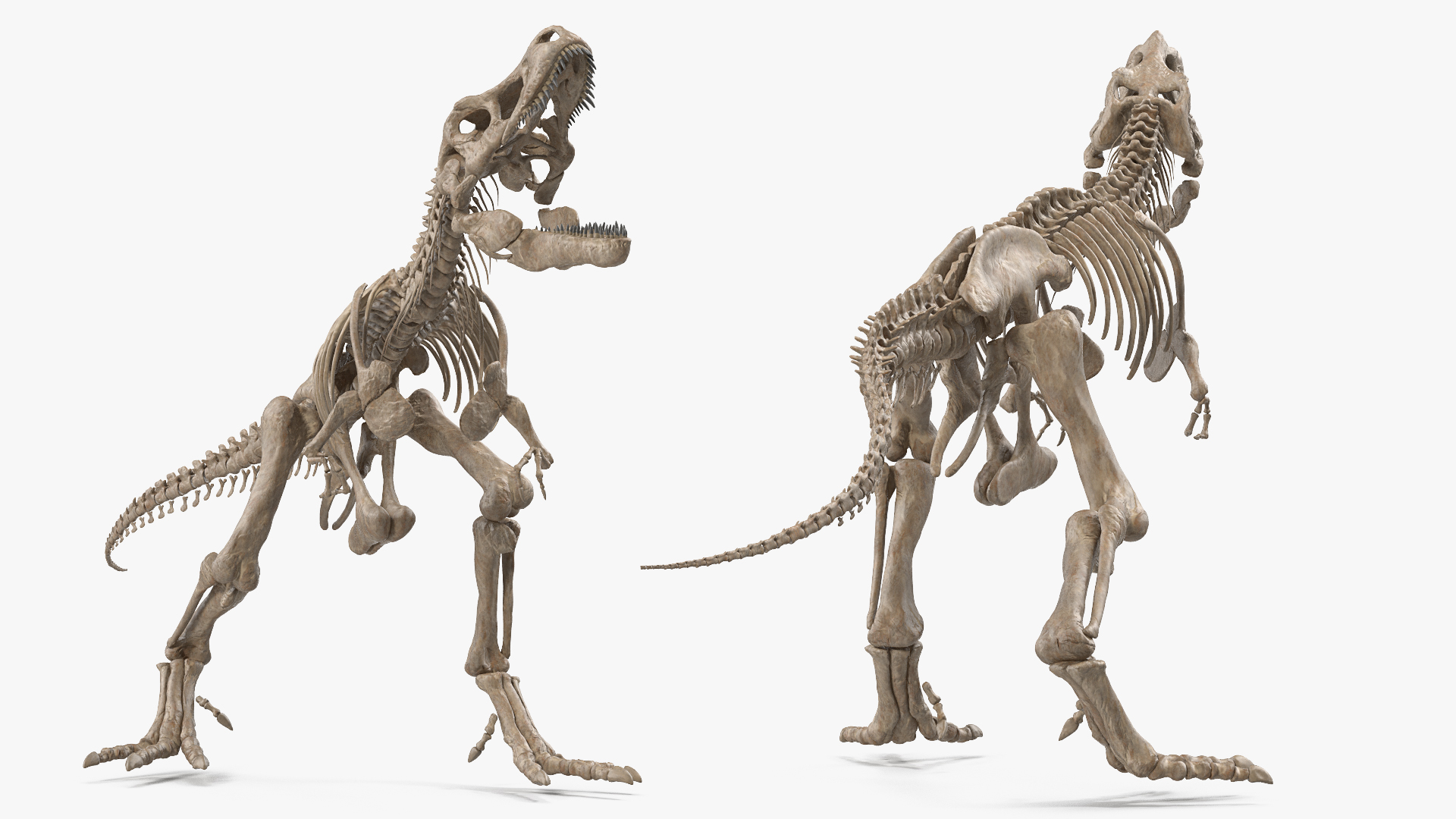 Tyrannosaurus Rex Skeleton Fossil Standing Pose 3D