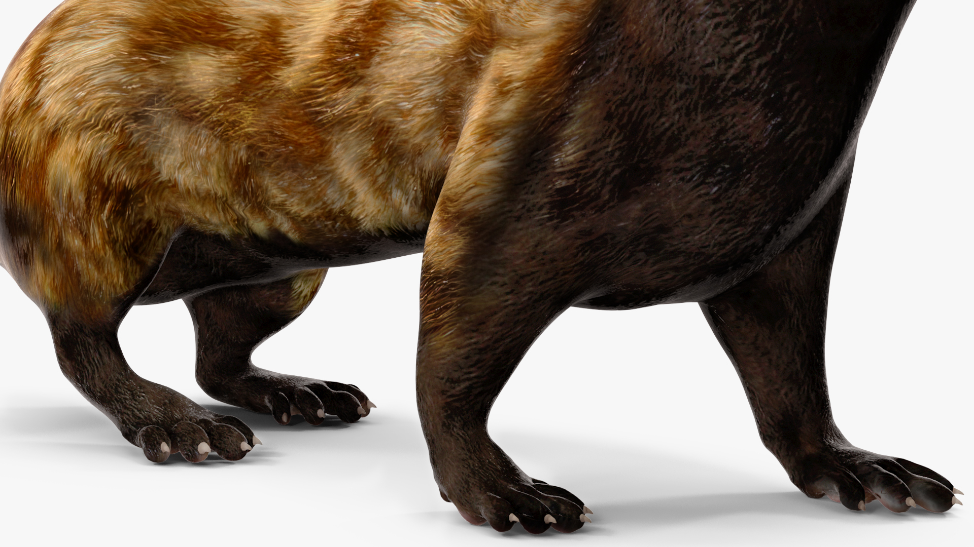 3D Vormela Peregusna in Walking Pose model