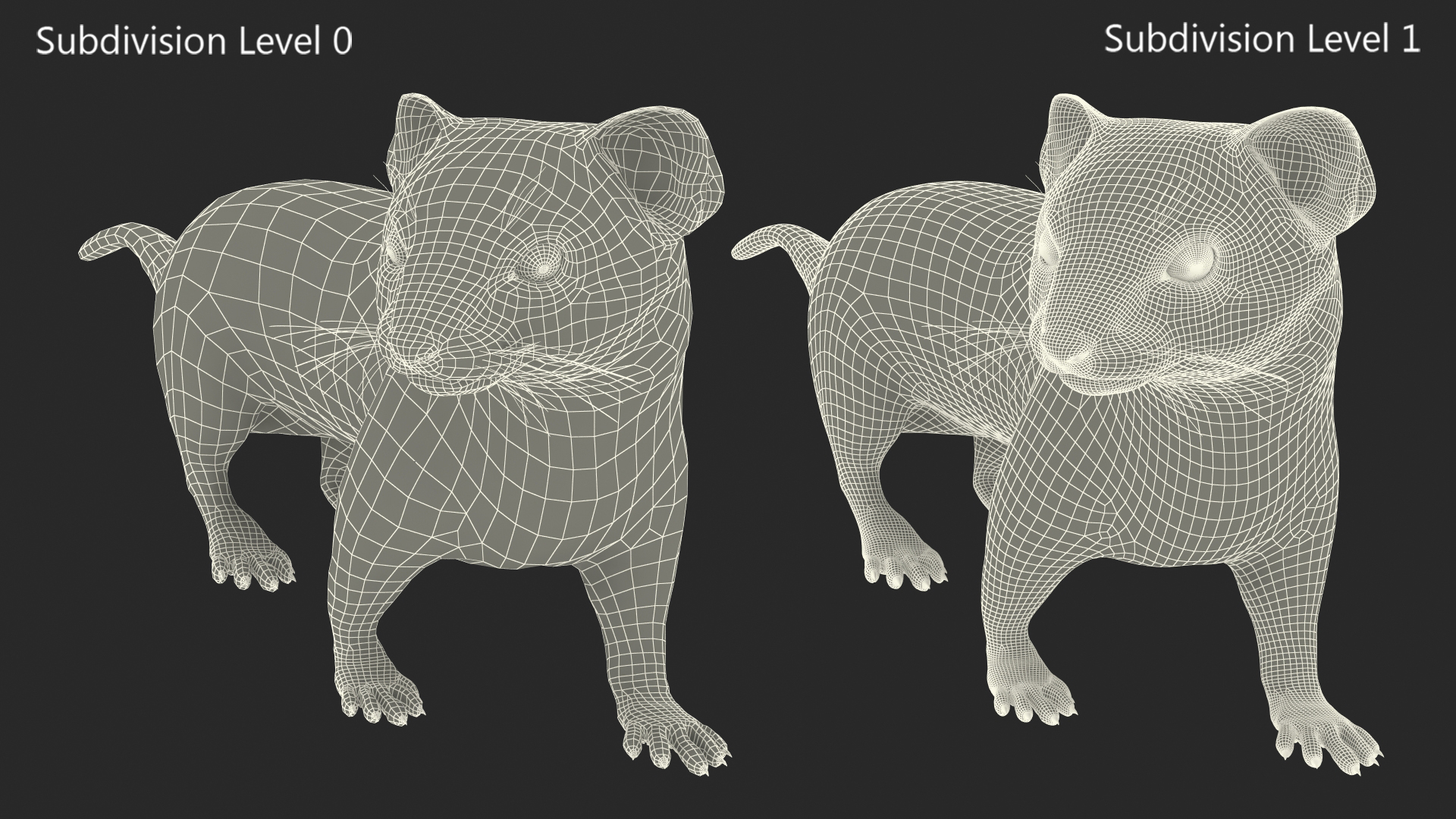 3D Vormela Peregusna in Walking Pose model