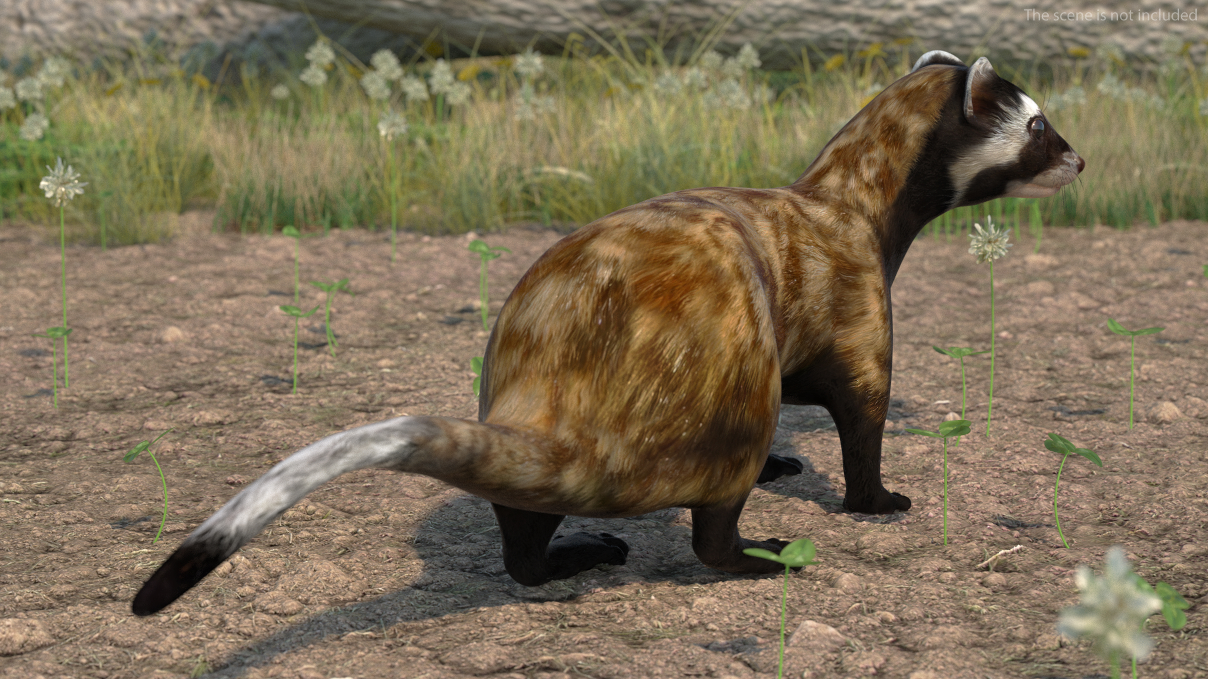3D Vormela Peregusna in Walking Pose model