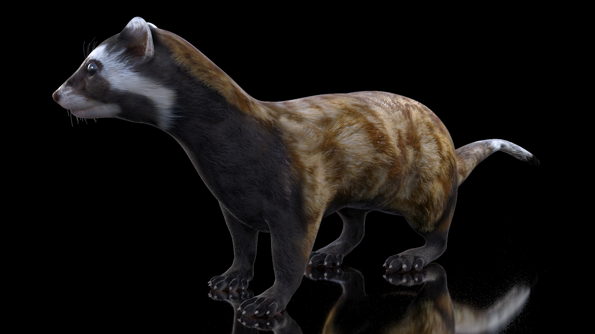 3D Vormela Peregusna in Walking Pose model