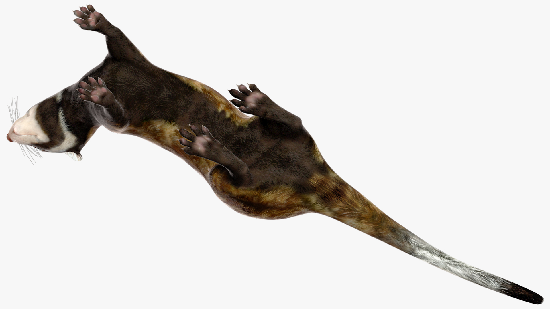 3D Vormela Peregusna in Walking Pose model