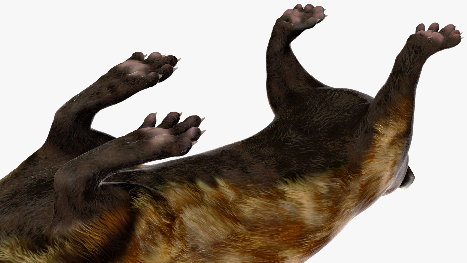 3D Vormela Peregusna in Walking Pose model