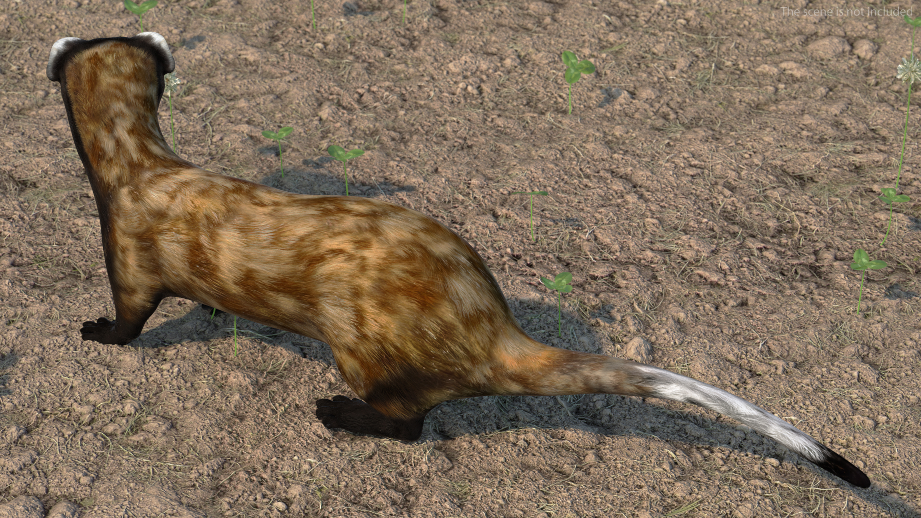 3D Vormela Peregusna in Walking Pose model