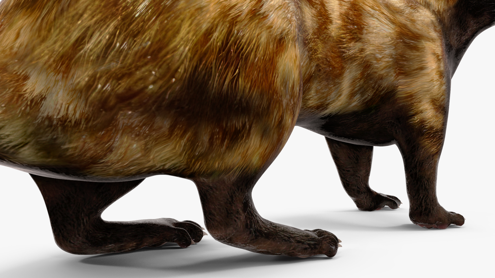 3D Vormela Peregusna in Walking Pose model