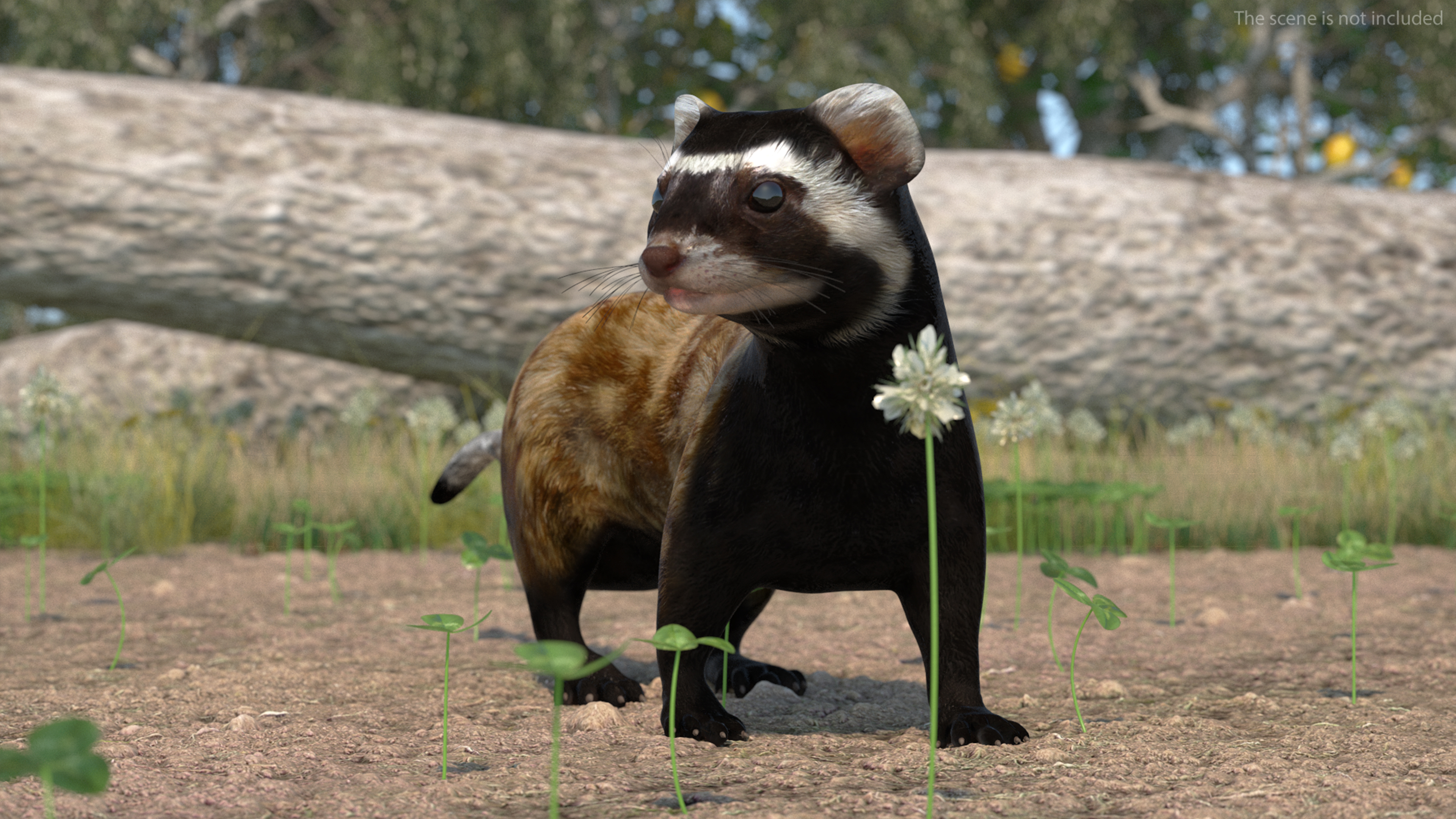 3D Vormela Peregusna in Walking Pose model