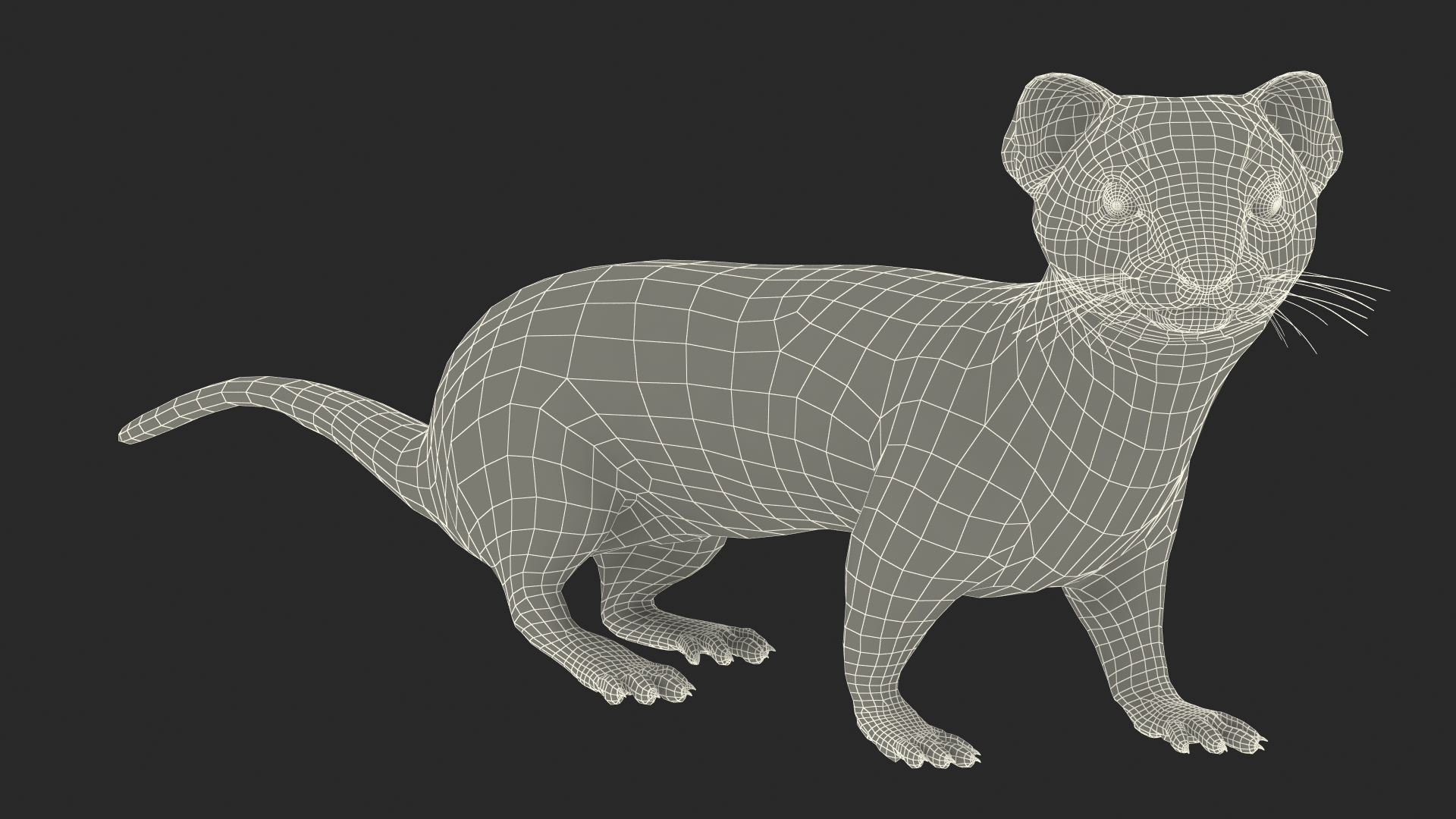 3D Vormela Peregusna in Walking Pose model