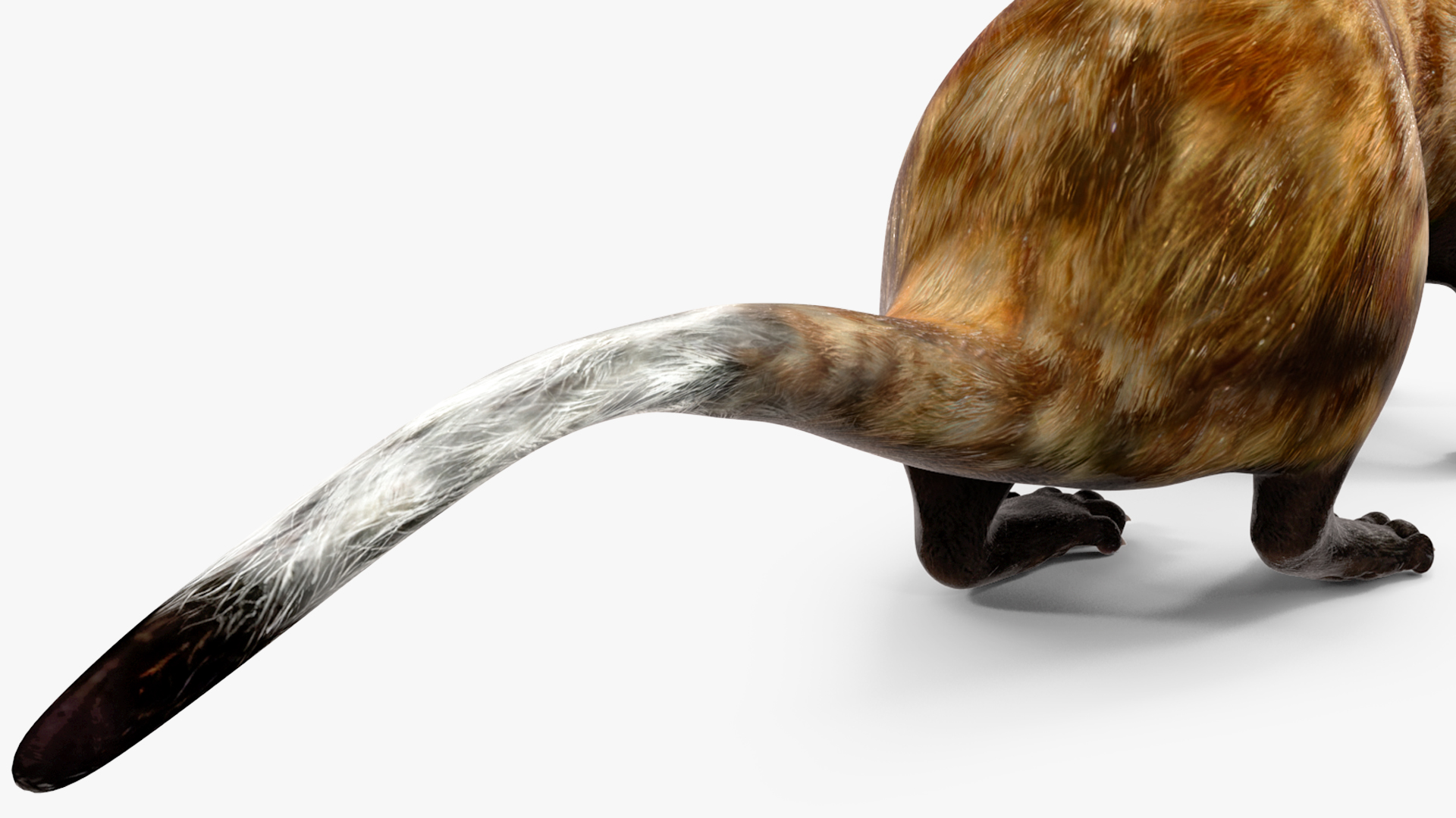 3D Vormela Peregusna in Walking Pose model