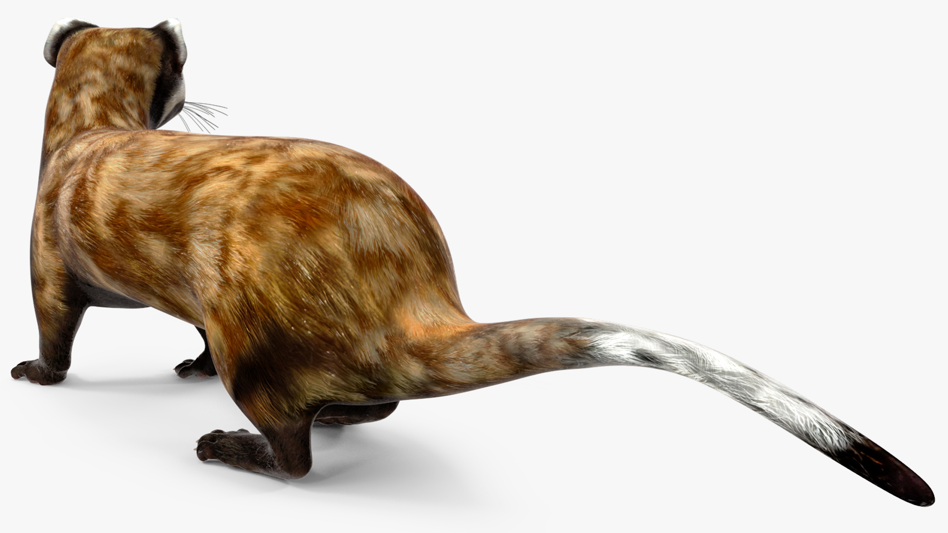 3D Vormela Peregusna in Walking Pose model