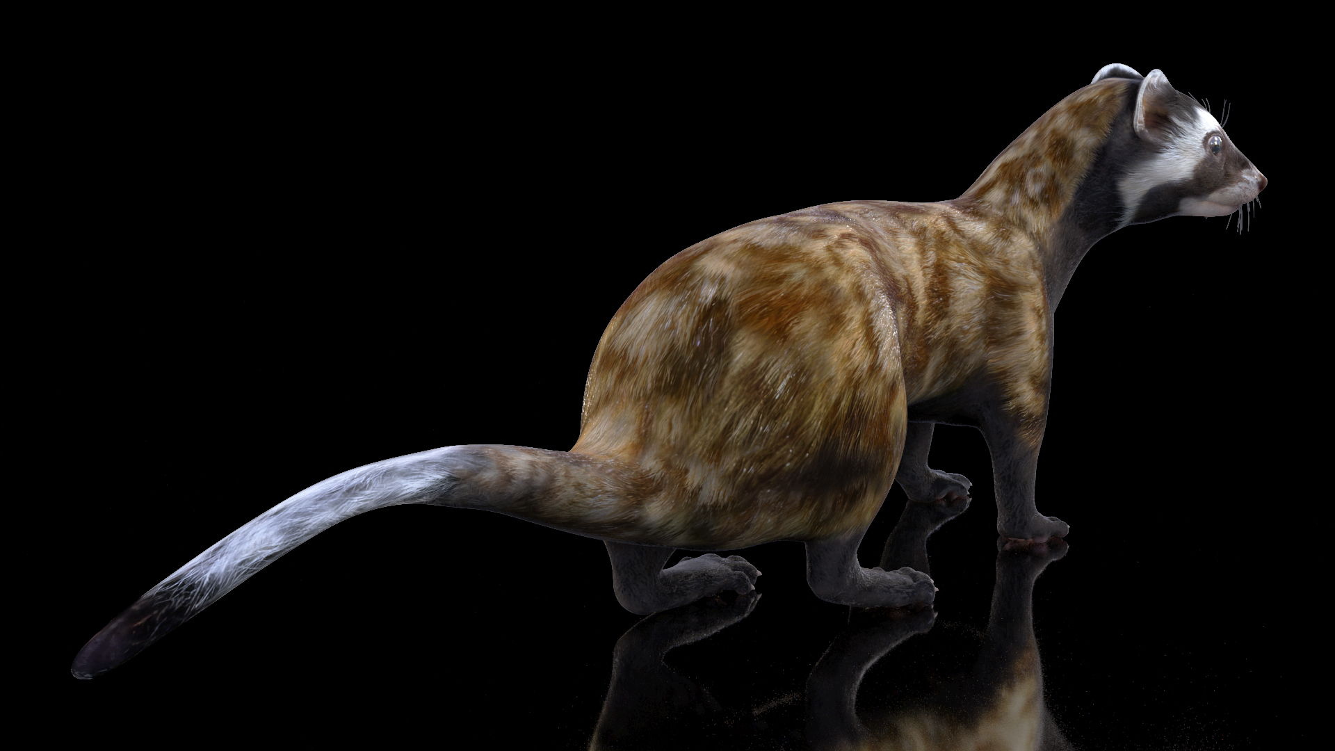 3D Vormela Peregusna in Walking Pose model