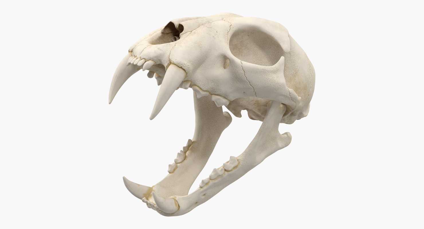 3D Bengal Tiger Skull model