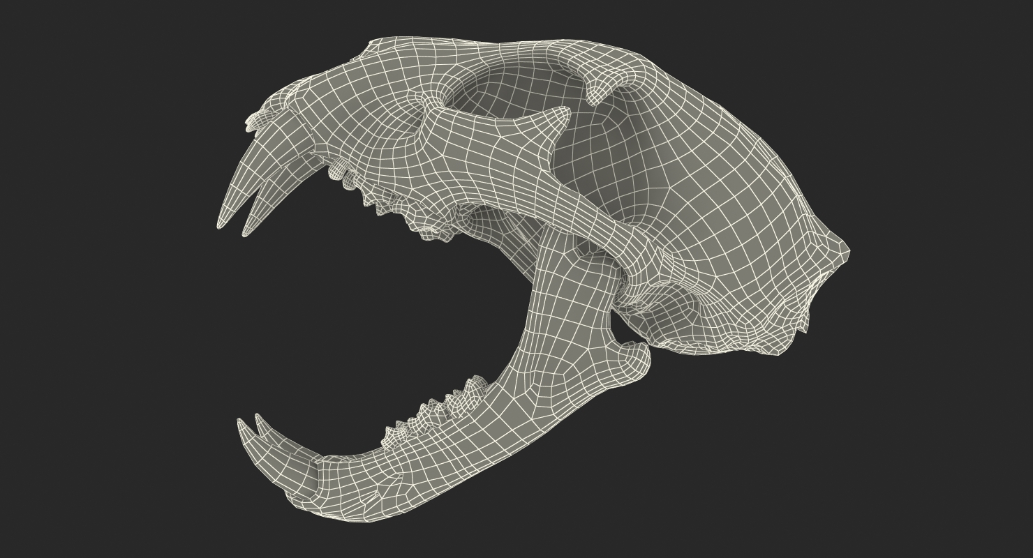 3D Bengal Tiger Skull model
