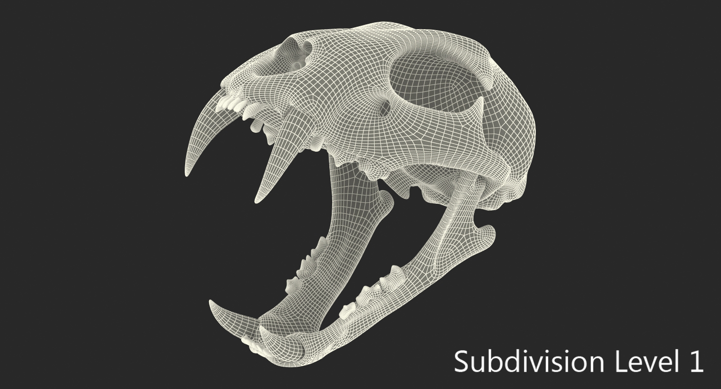 3D Bengal Tiger Skull model