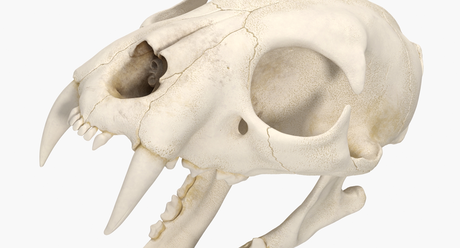 3D Bengal Tiger Skull model