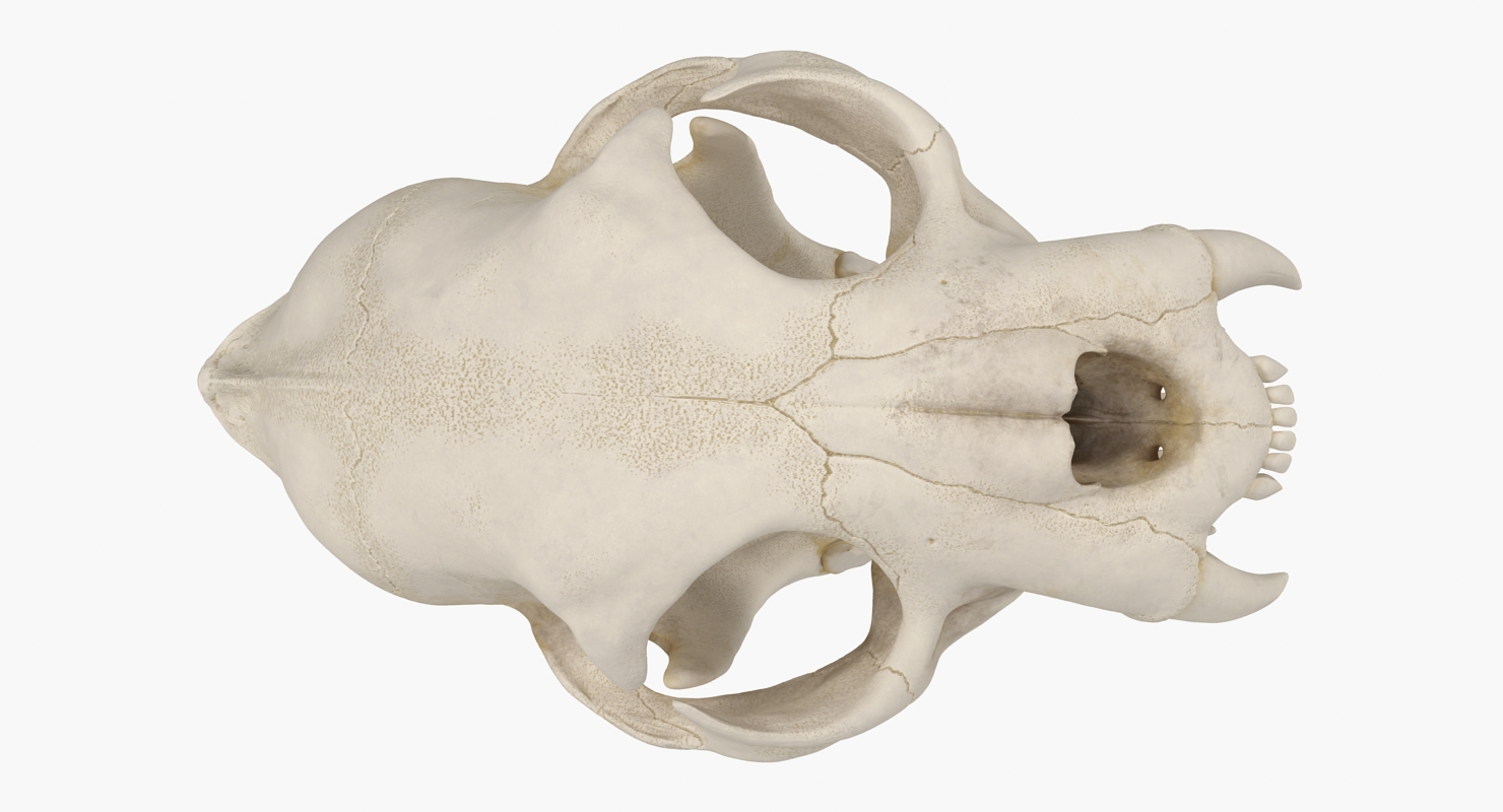 3D Bengal Tiger Skull model