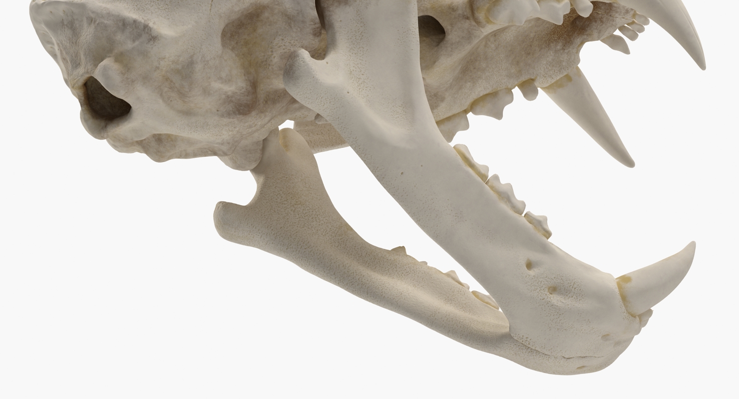 3D Bengal Tiger Skull model