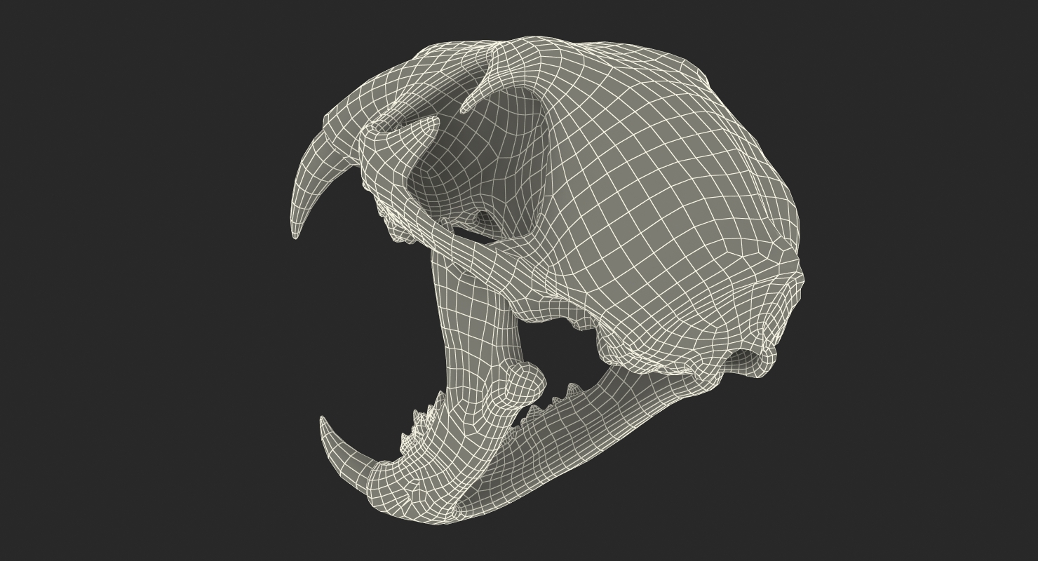 3D Bengal Tiger Skull model