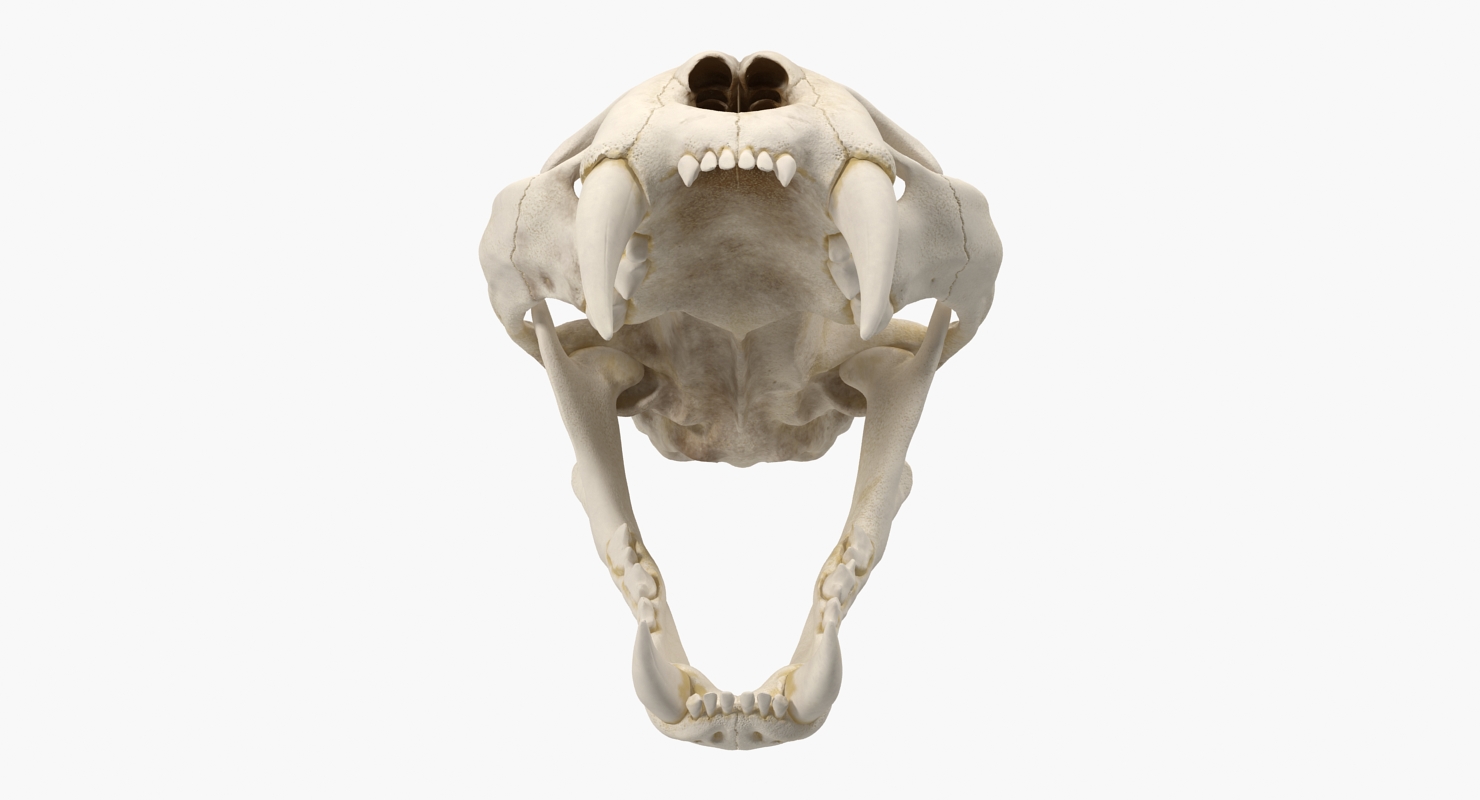 3D Bengal Tiger Skull model