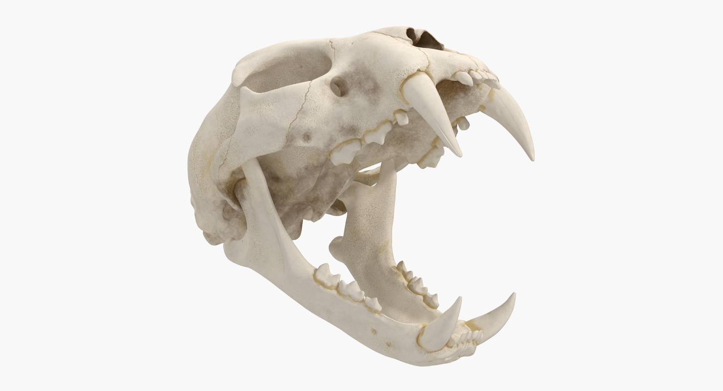 3D Bengal Tiger Skull model