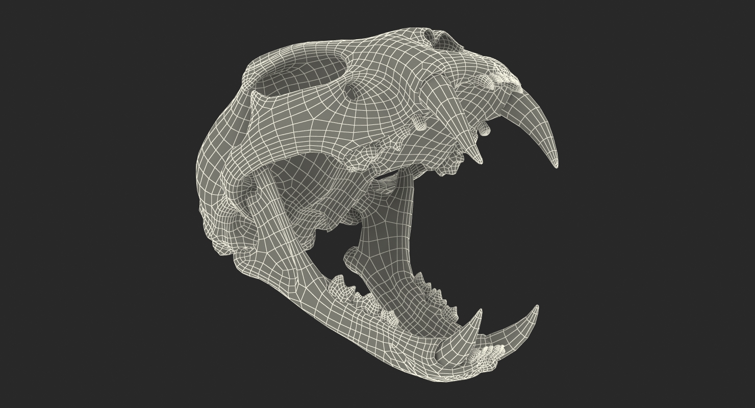 3D Bengal Tiger Skull model
