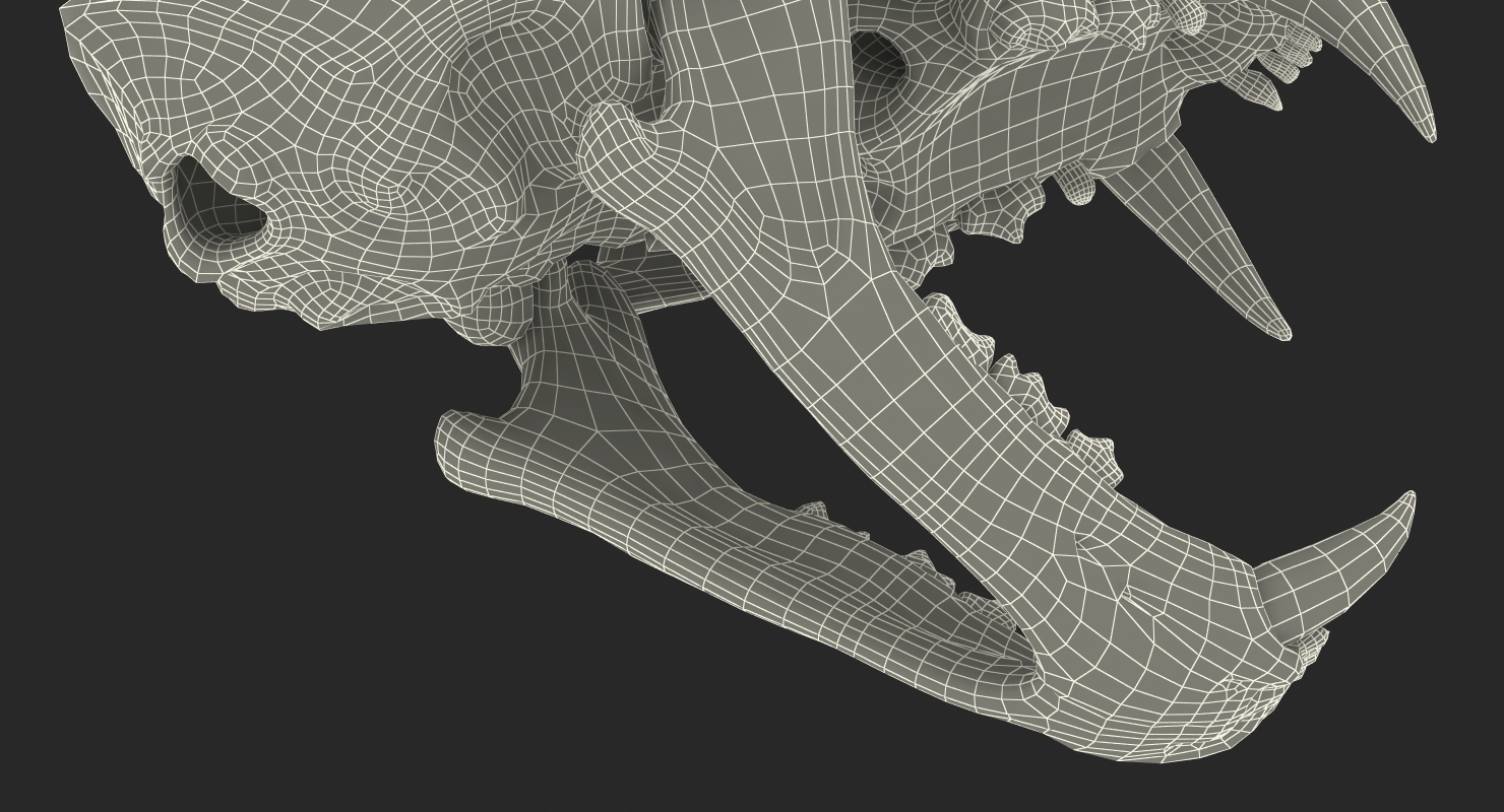 3D Bengal Tiger Skull model