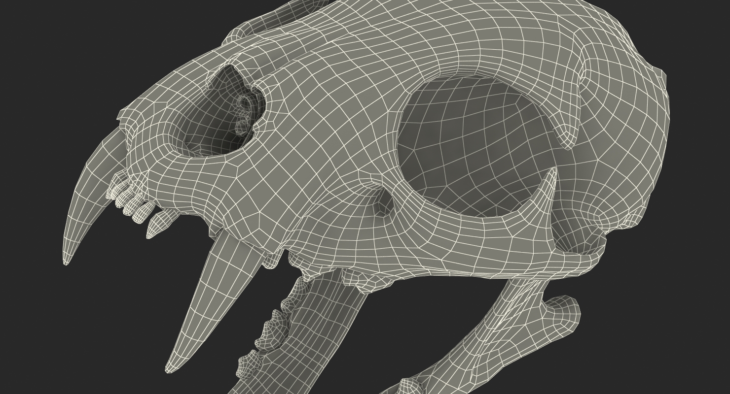 3D Bengal Tiger Skull model