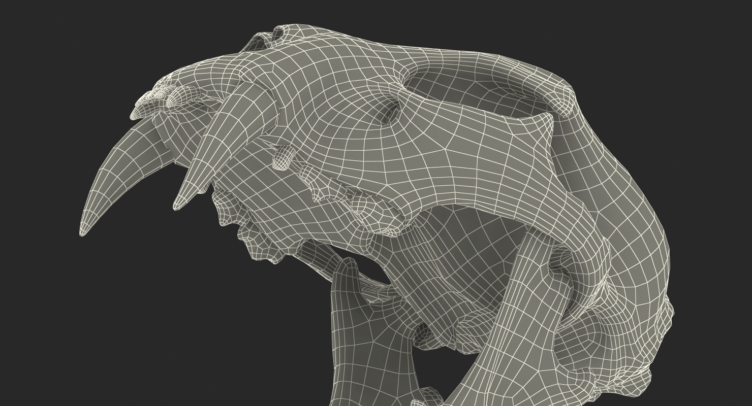 3D Bengal Tiger Skull model