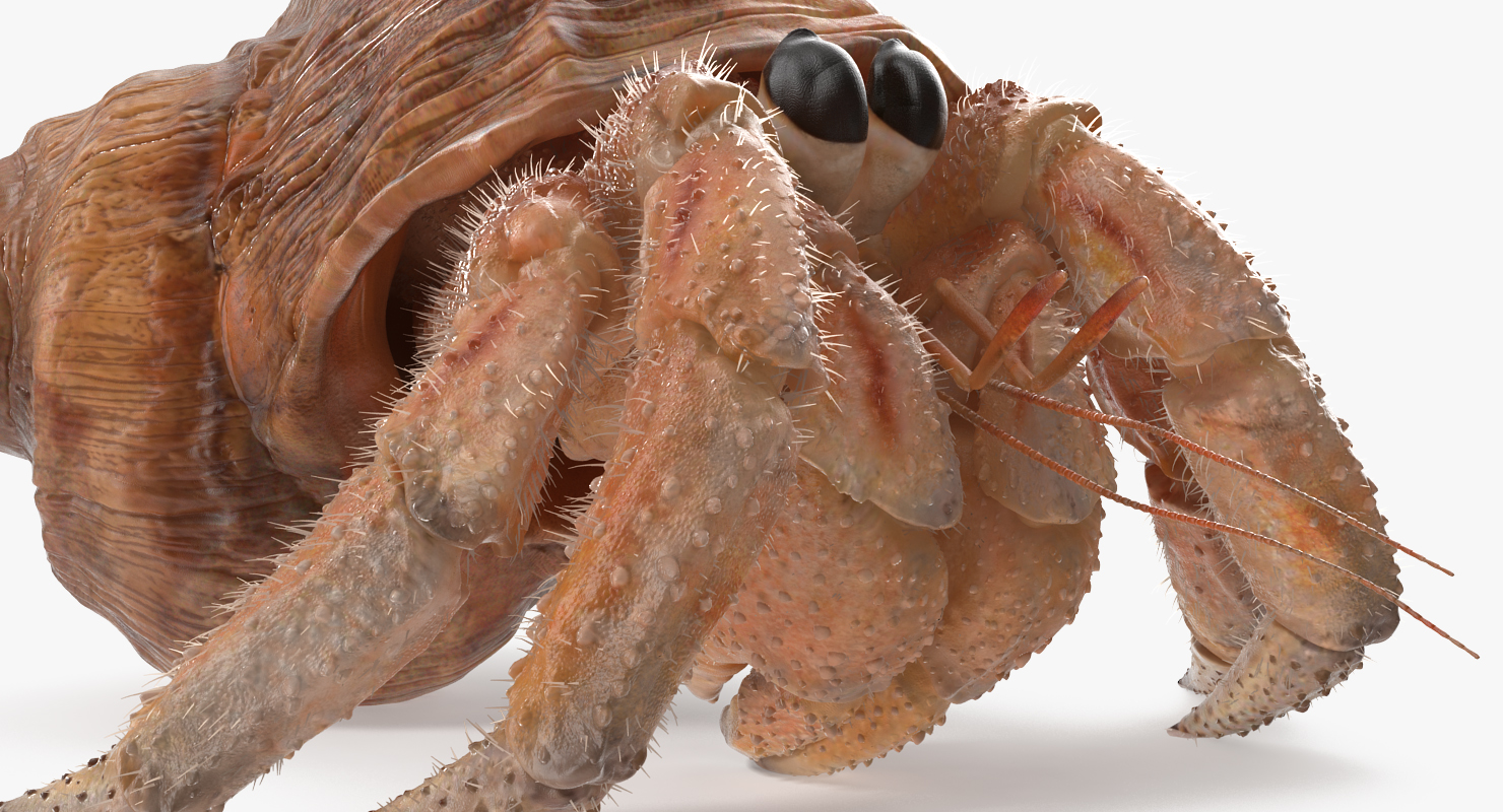 3D Hermit Crab Walking Pose with Fur model