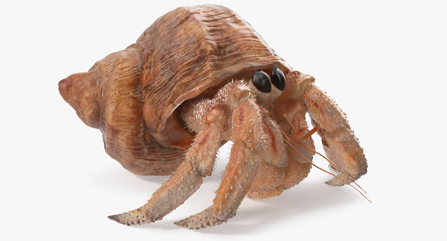 3D Hermit Crab Walking Pose with Fur model