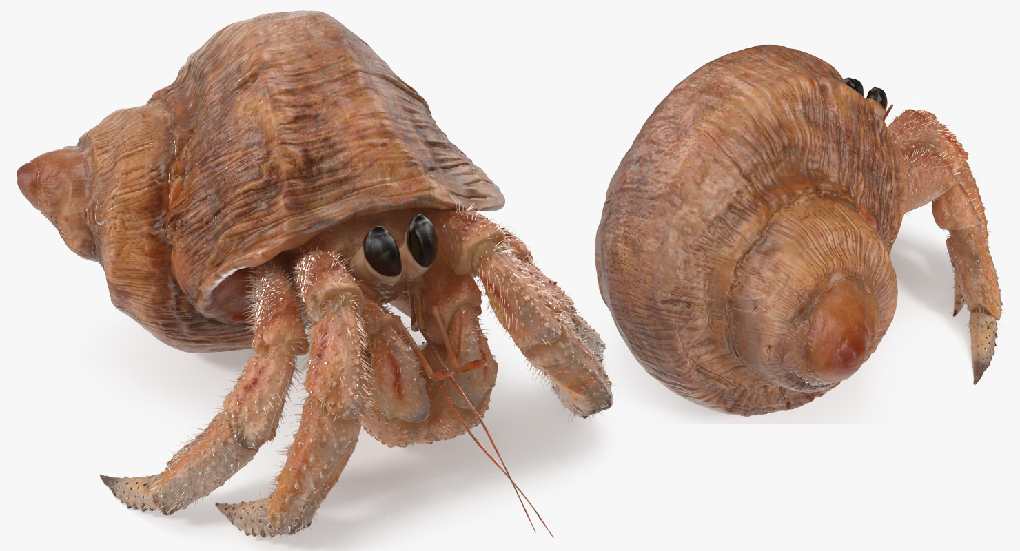 3D Hermit Crab Walking Pose with Fur model