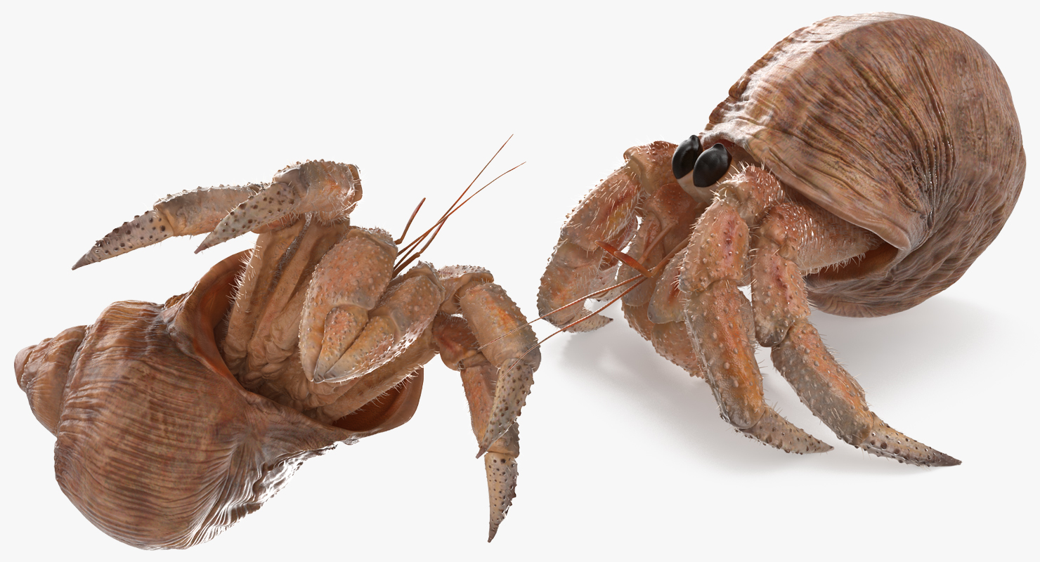 3D Hermit Crab Walking Pose with Fur model