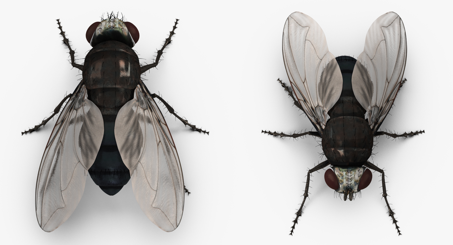 Fly 3D model