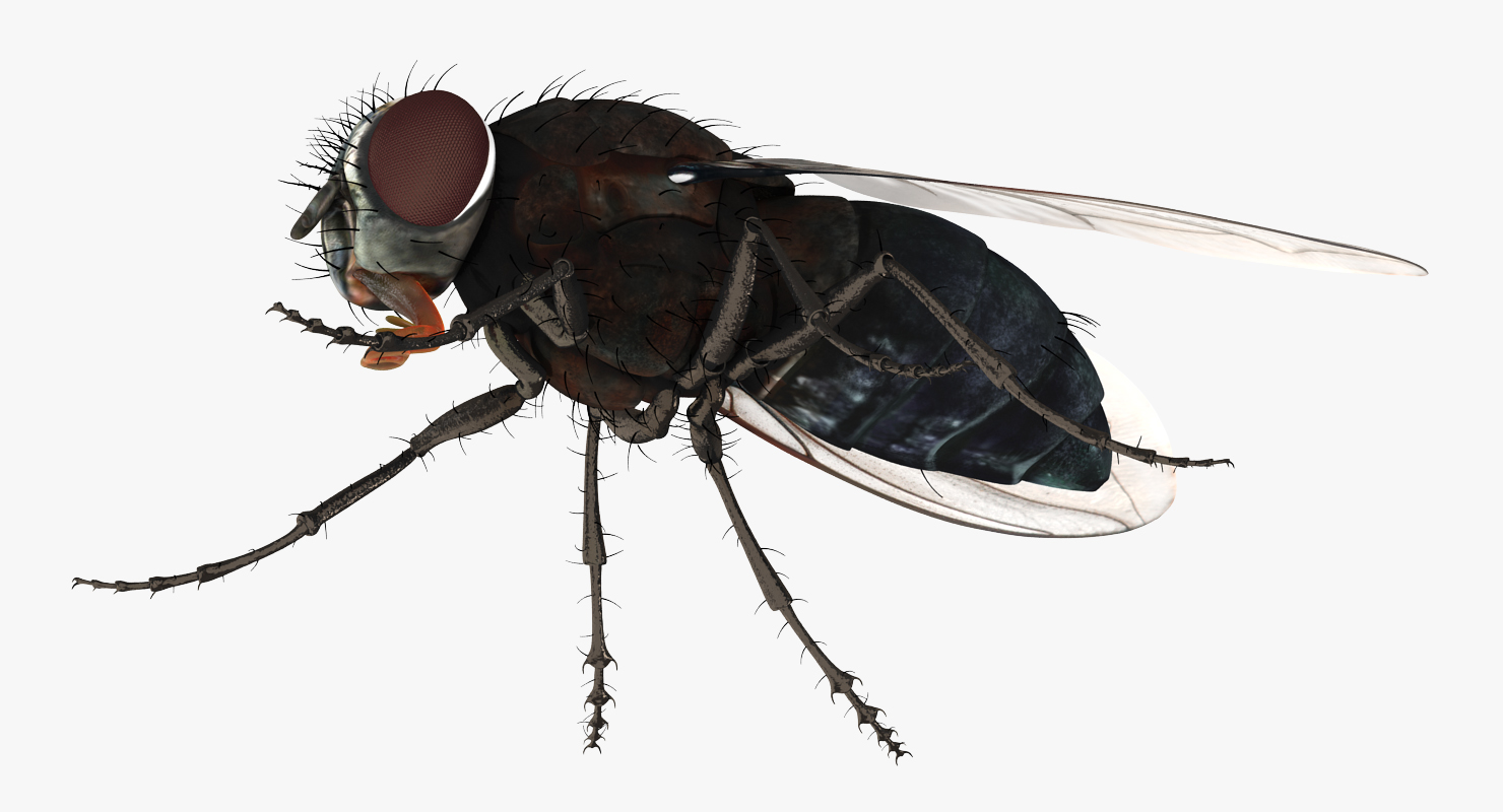 Fly 3D model