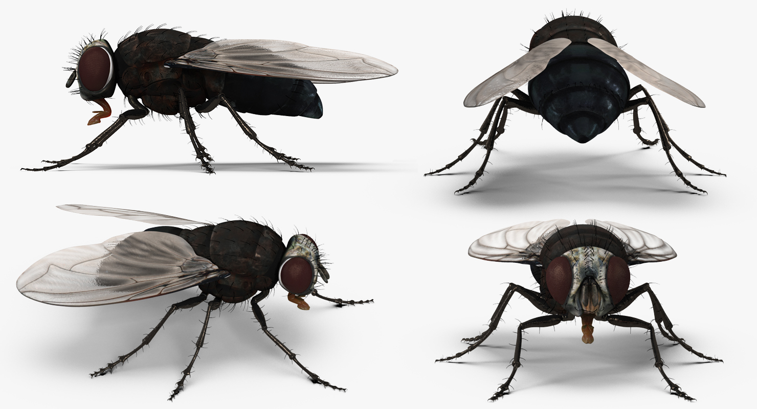 Fly 3D model