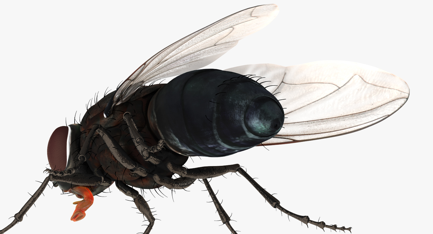 Fly 3D model