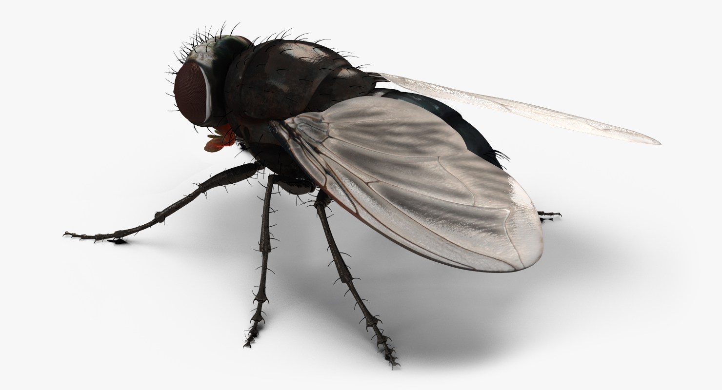 Fly 3D model