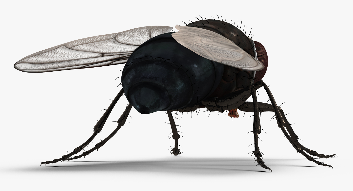 Fly 3D model