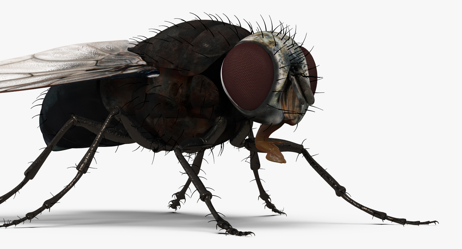 Fly 3D model