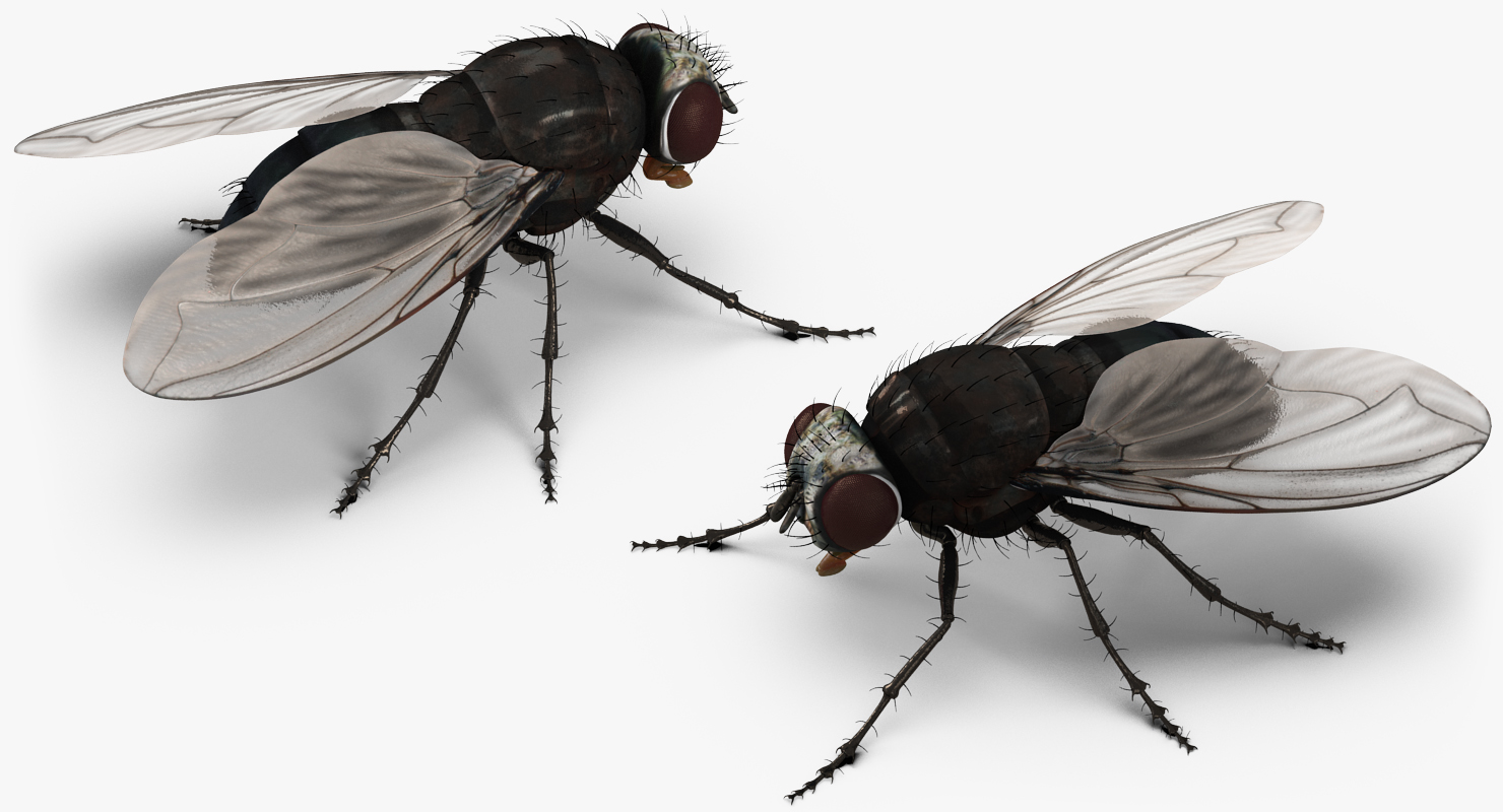 Fly 3D model